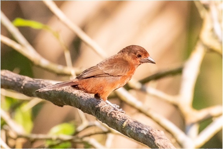 Silver-beaked Tanager - louis bijlmakers