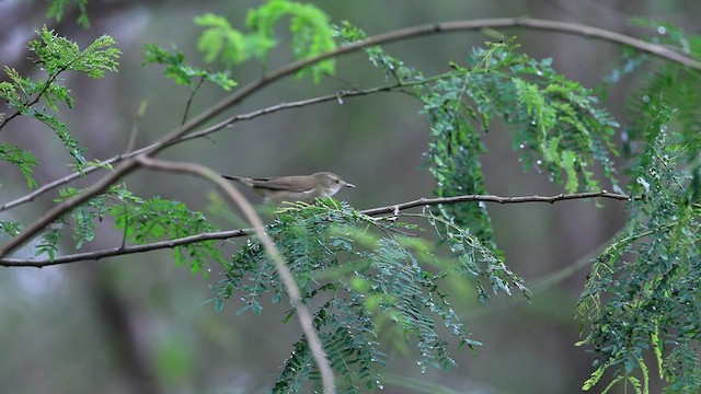 Blyth's Reed Warbler - ML512736421