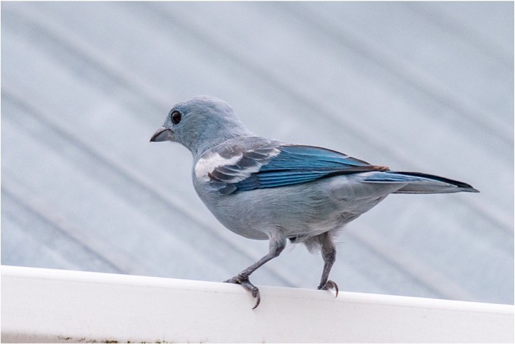 Blue-gray Tanager - louis bijlmakers