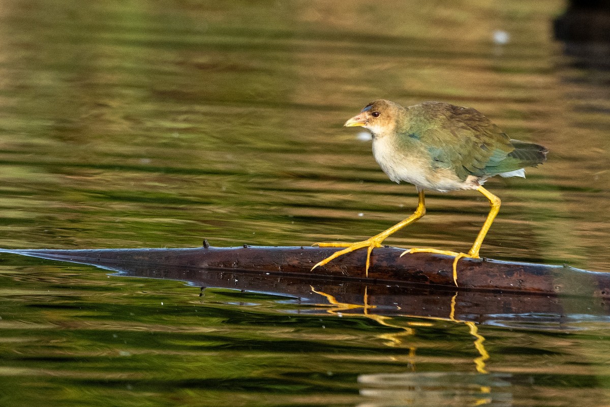 Purple Gallinule - ML512736501