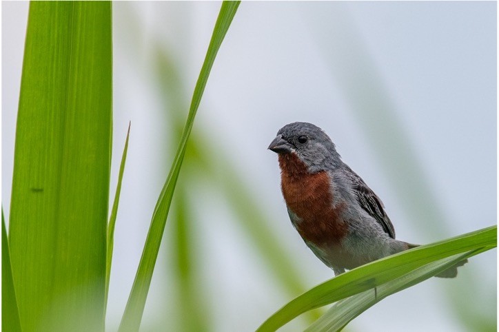 Chestnut-bellied Seedeater - ML512736651