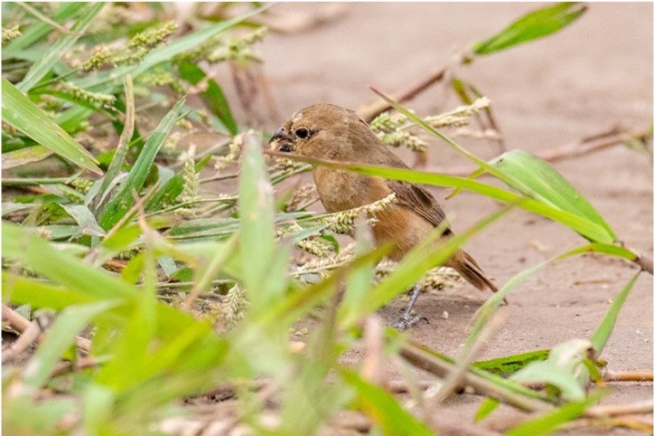 Chestnut-bellied Seedeater - ML512736661