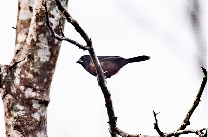 Chestnut-bellied Seed-Finch - louis bijlmakers