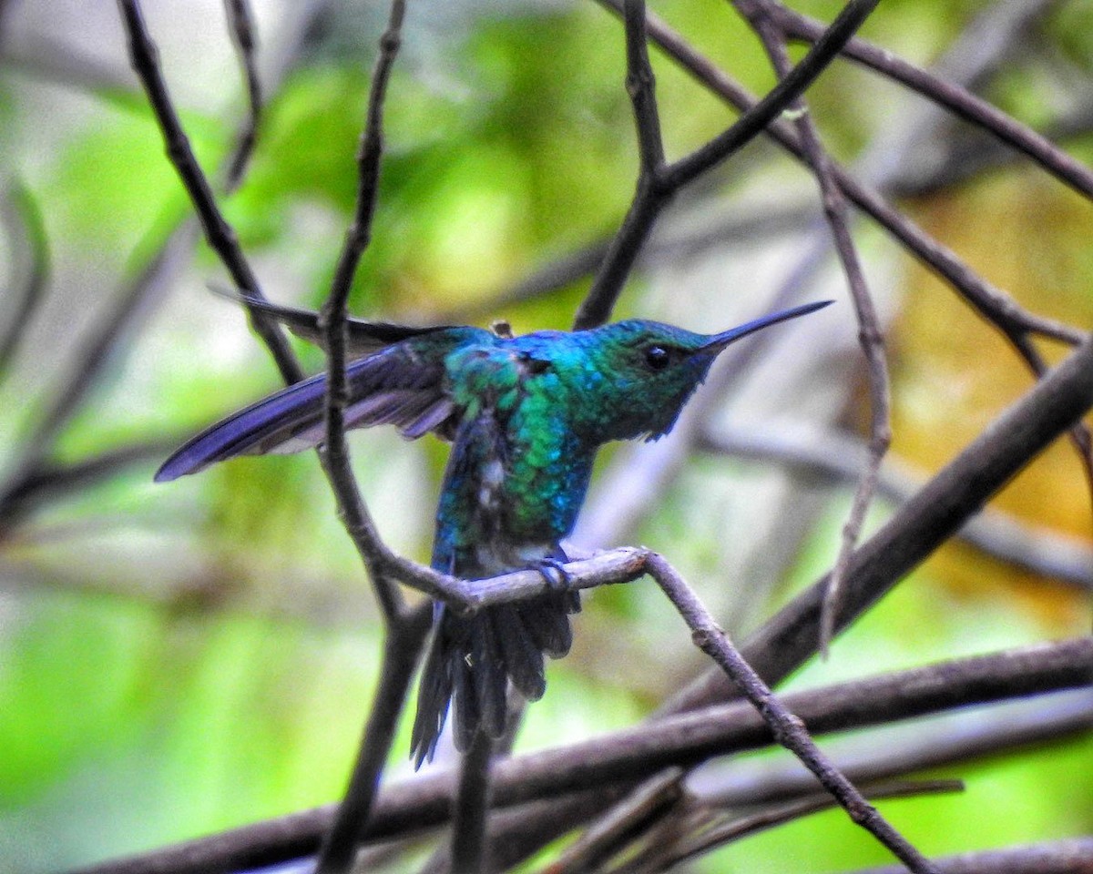 Blue-chinned Sapphire - ML512736851