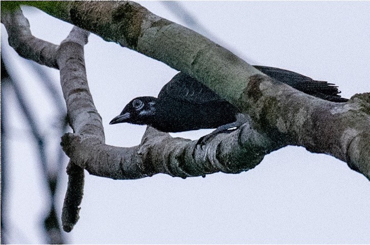 Bare-necked Fruitcrow - louis bijlmakers