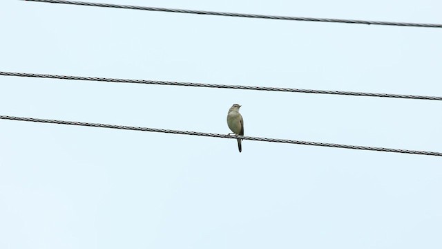 Booted Warbler - ML512737551