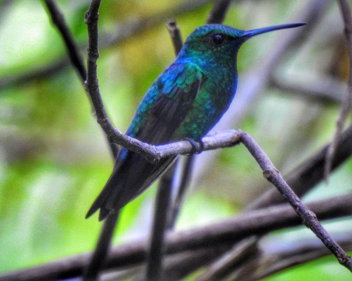 kolibřík modrobradý - ML512737681