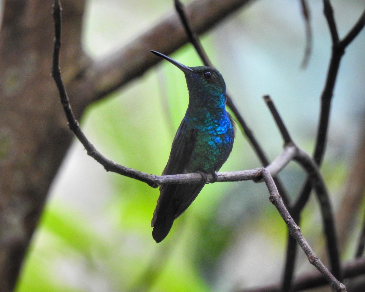 Blue-chinned Sapphire - ML512737701