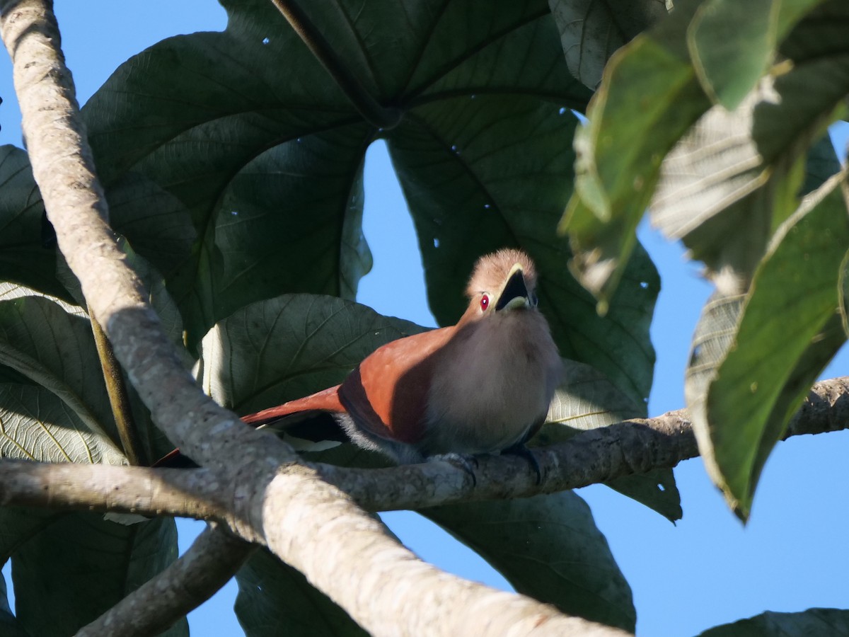 Common Squirrel-Cuckoo - ML512737911