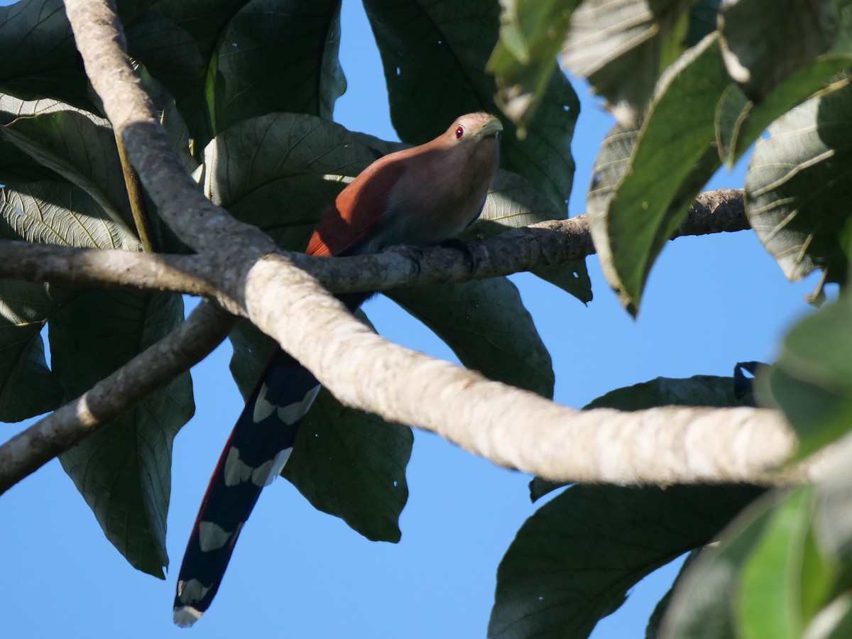 Common Squirrel-Cuckoo - ML512737921