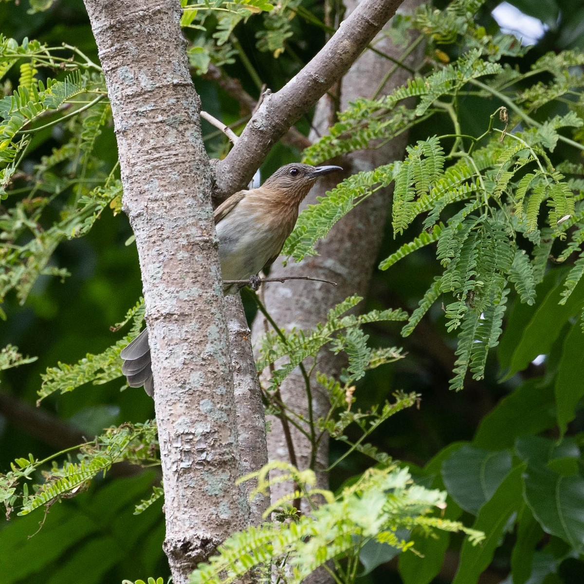 Bulbul des Philippines - ML512738221