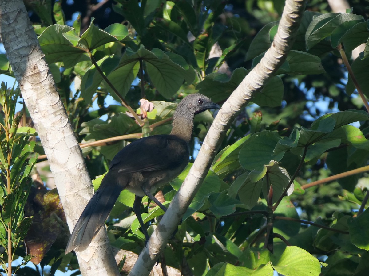 Plain Chachalaca - ML512738351