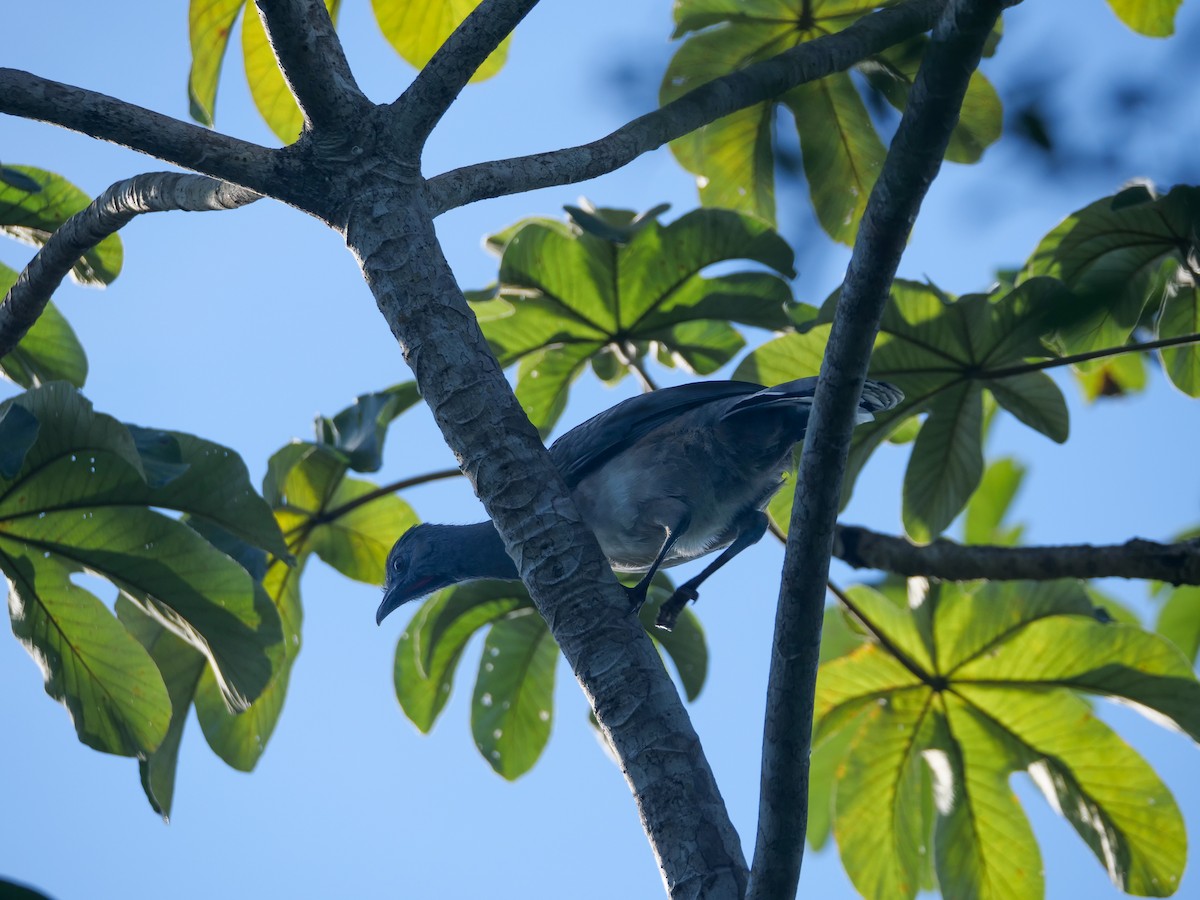 Plain Chachalaca - ML512738361