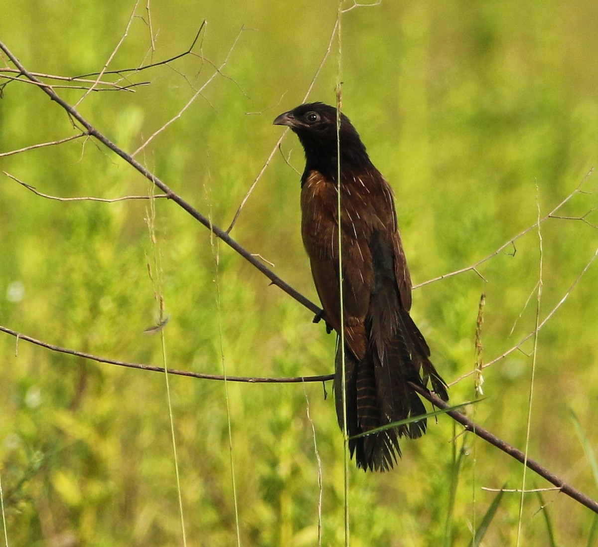 Black Coucal - ML512738651