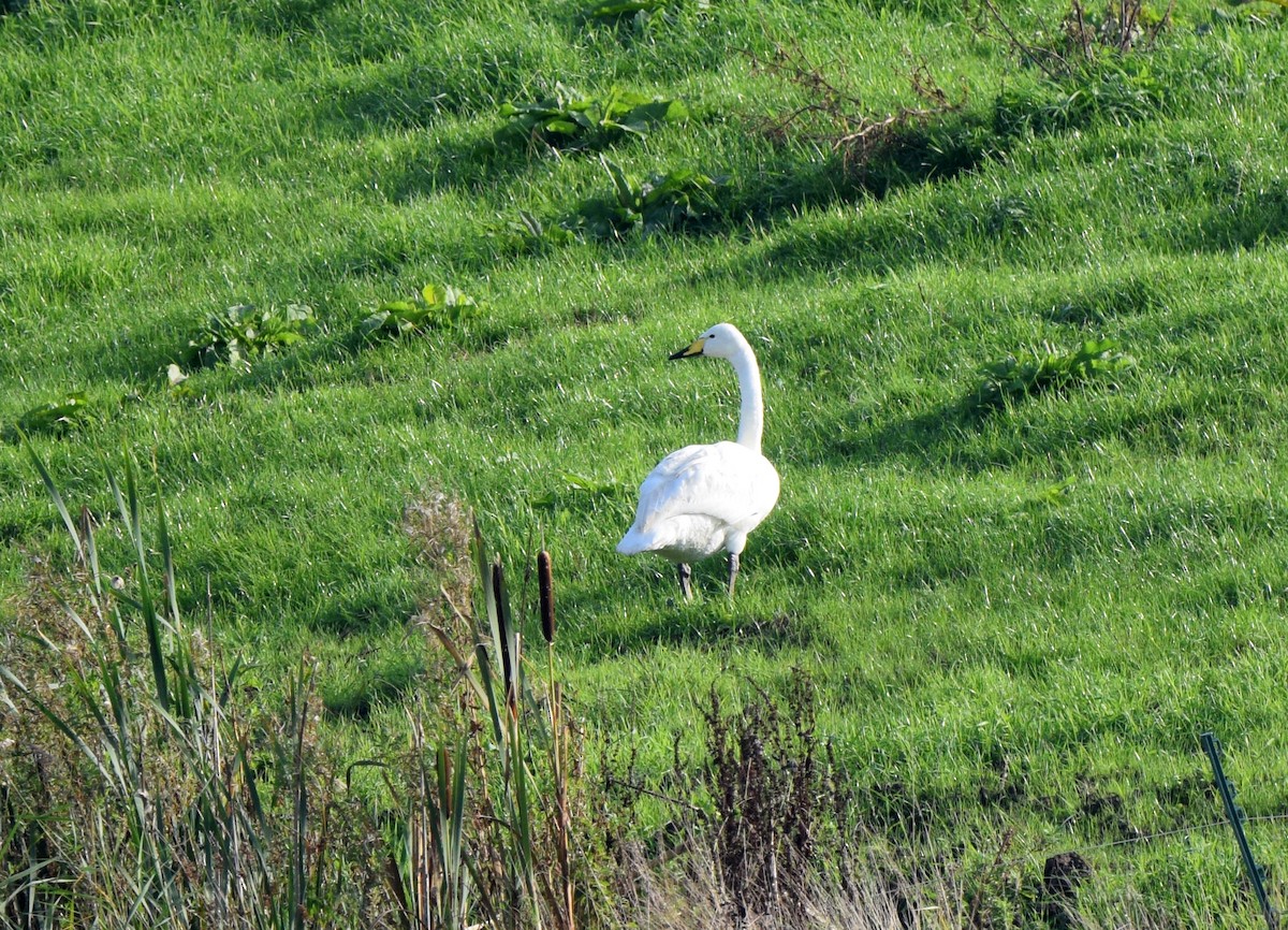 Whooper Swan - ML512739001