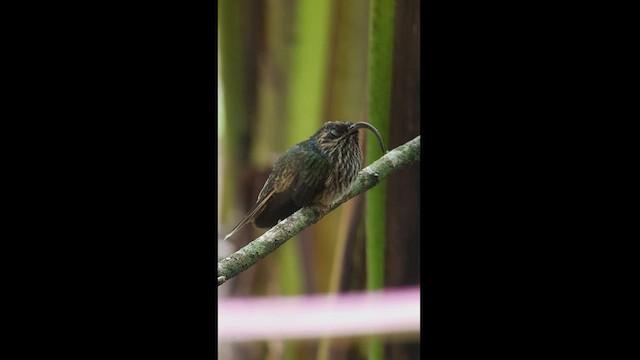 kolibřík rusoocasý - ML512739101