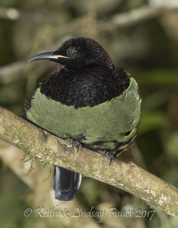 Victoria's Riflebird - NQLD BirdLife