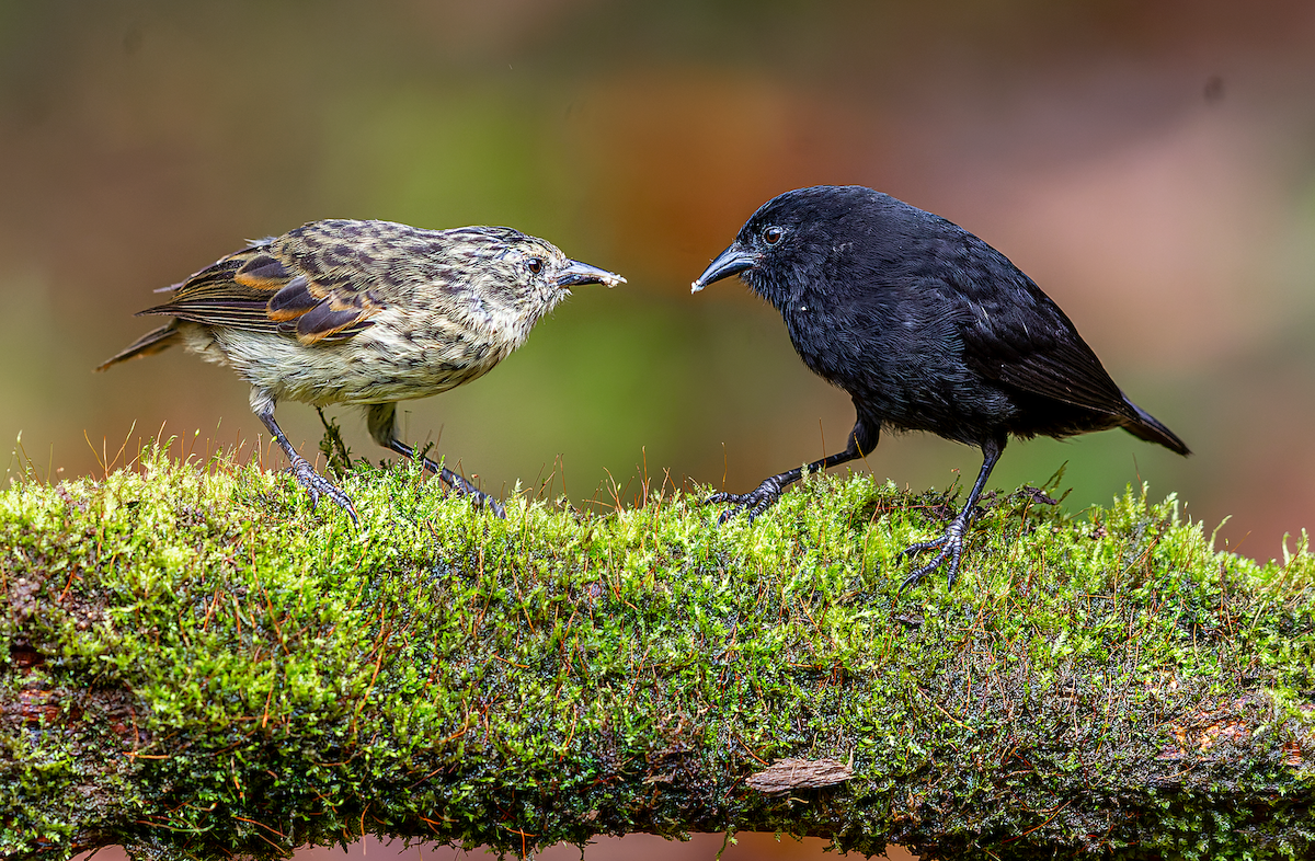 Cocos Finch - Jorge Gabriel Campos