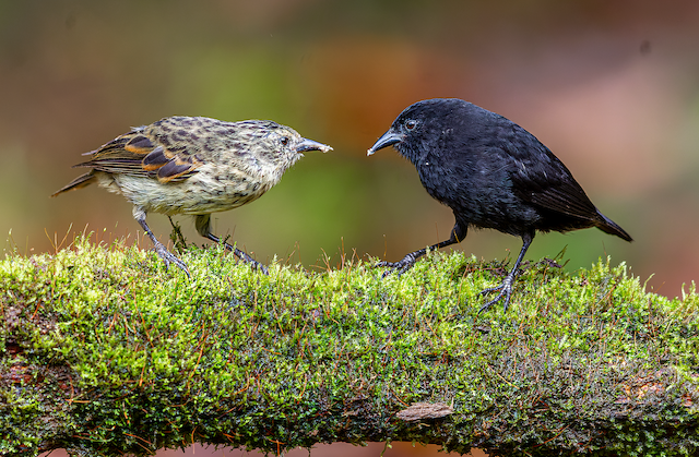November eBirder of the Month Challenge - eBird Wisconsin