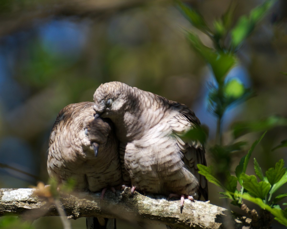 Inca Dove - ML51274131