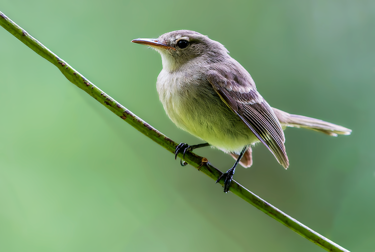 Cocos Tyrannulet - ML512741481