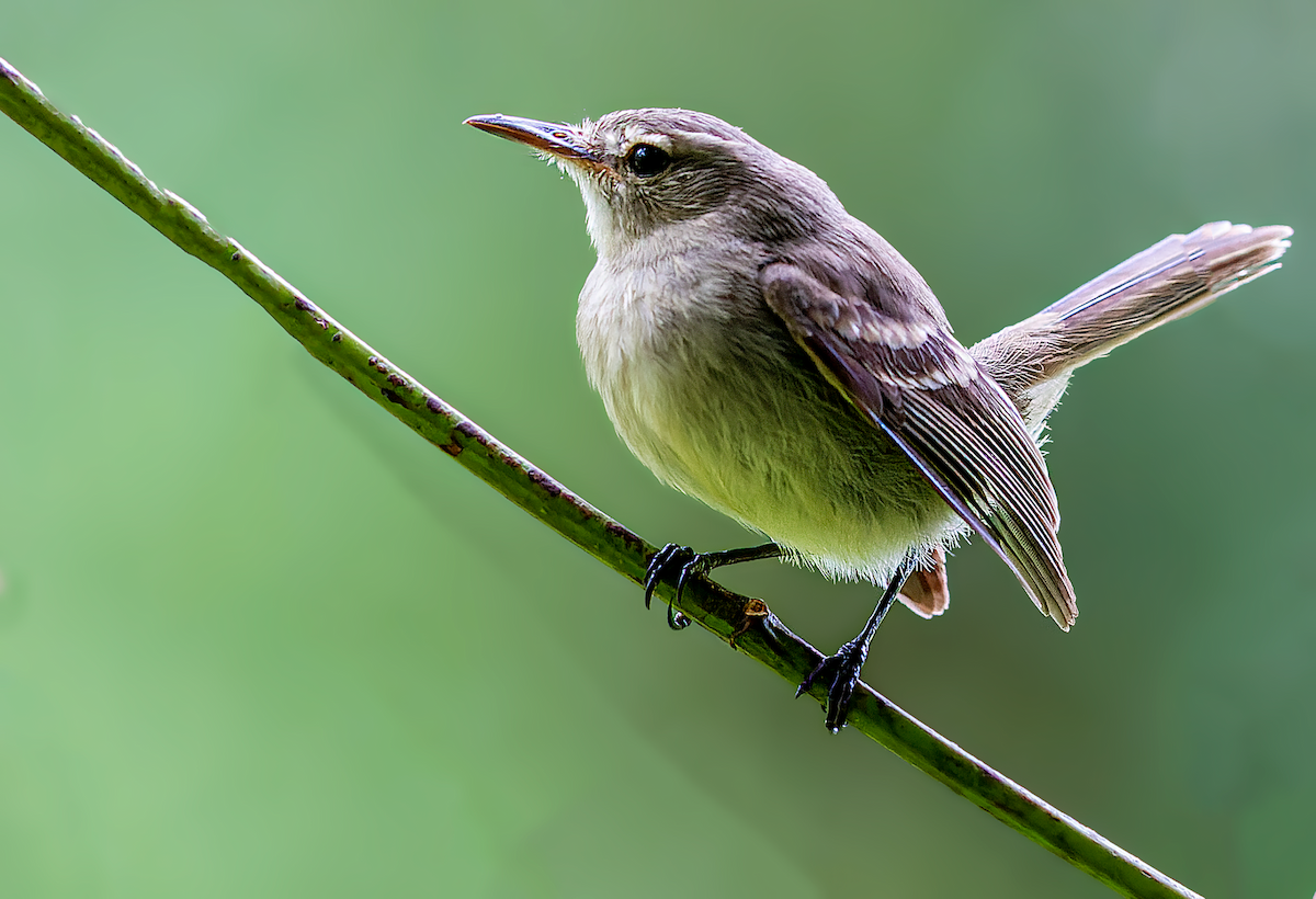 Cocos Tyrannulet - Jorge Gabriel Campos