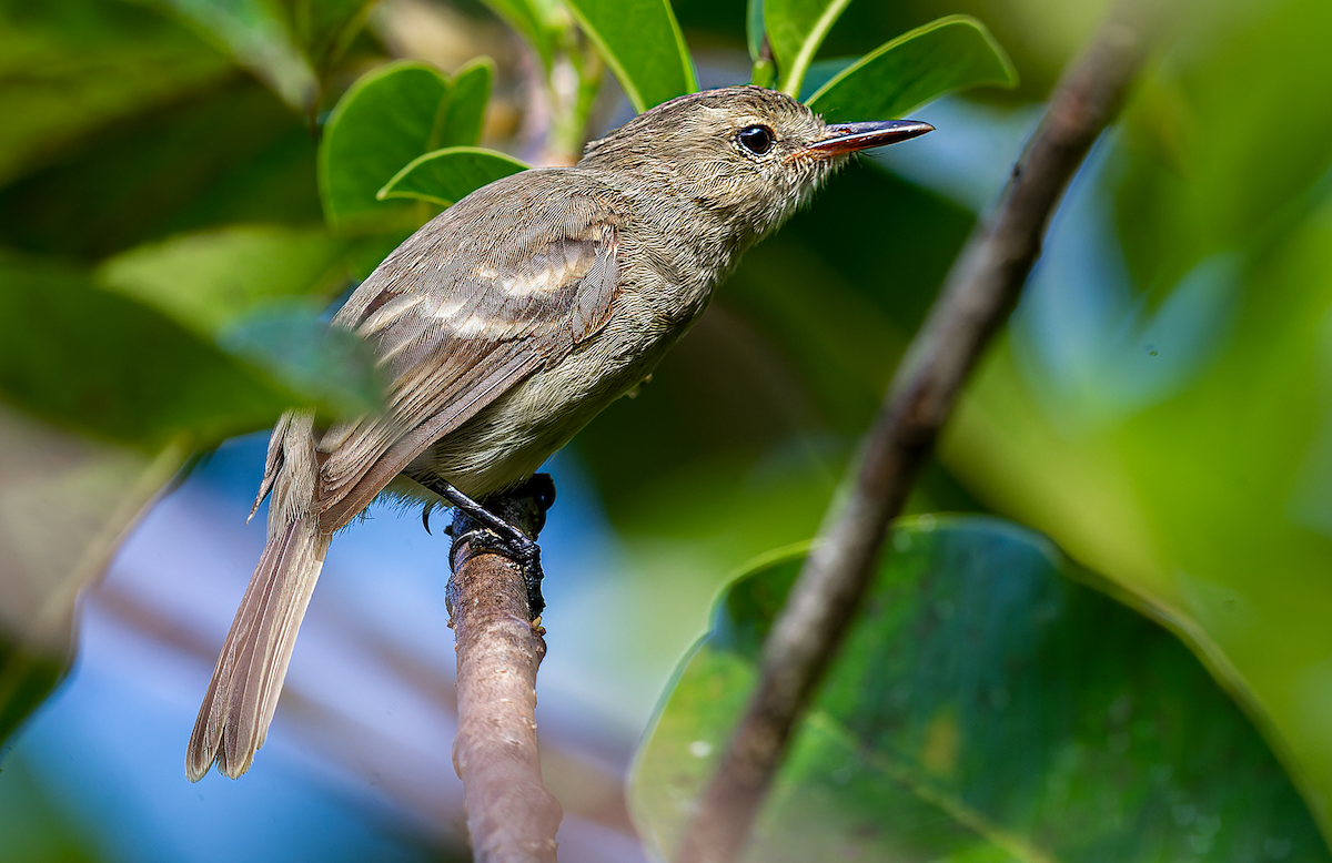 Cocos Tyrannulet - ML512741571