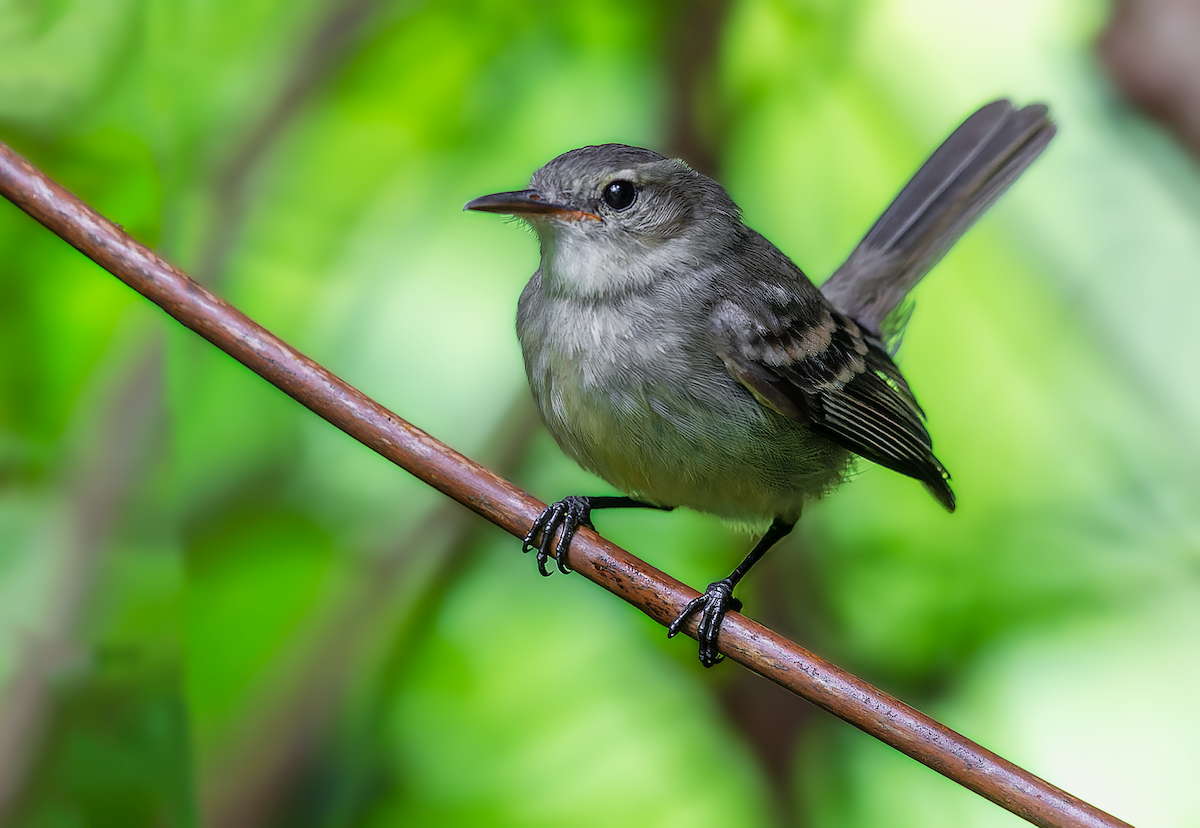 Cocos Tyrannulet - ML512741971