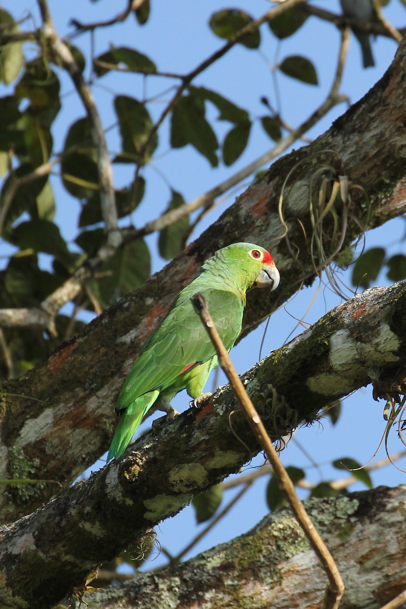 Red-lored Parrot - ML512742151