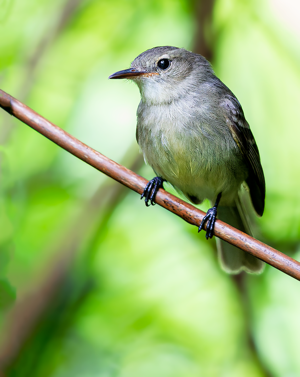 Cocos Tyrannulet - ML512742371