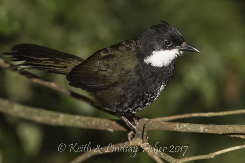 Eastern Whipbird - NQLD BirdLife