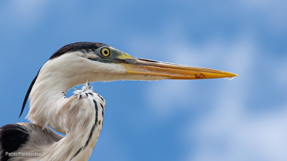 Cocoi Heron - Pablo Fernández