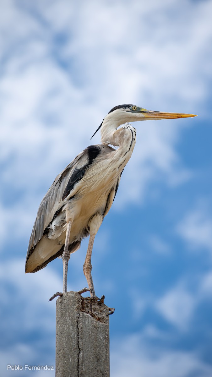 Cocoi Heron - Pablo Fernández