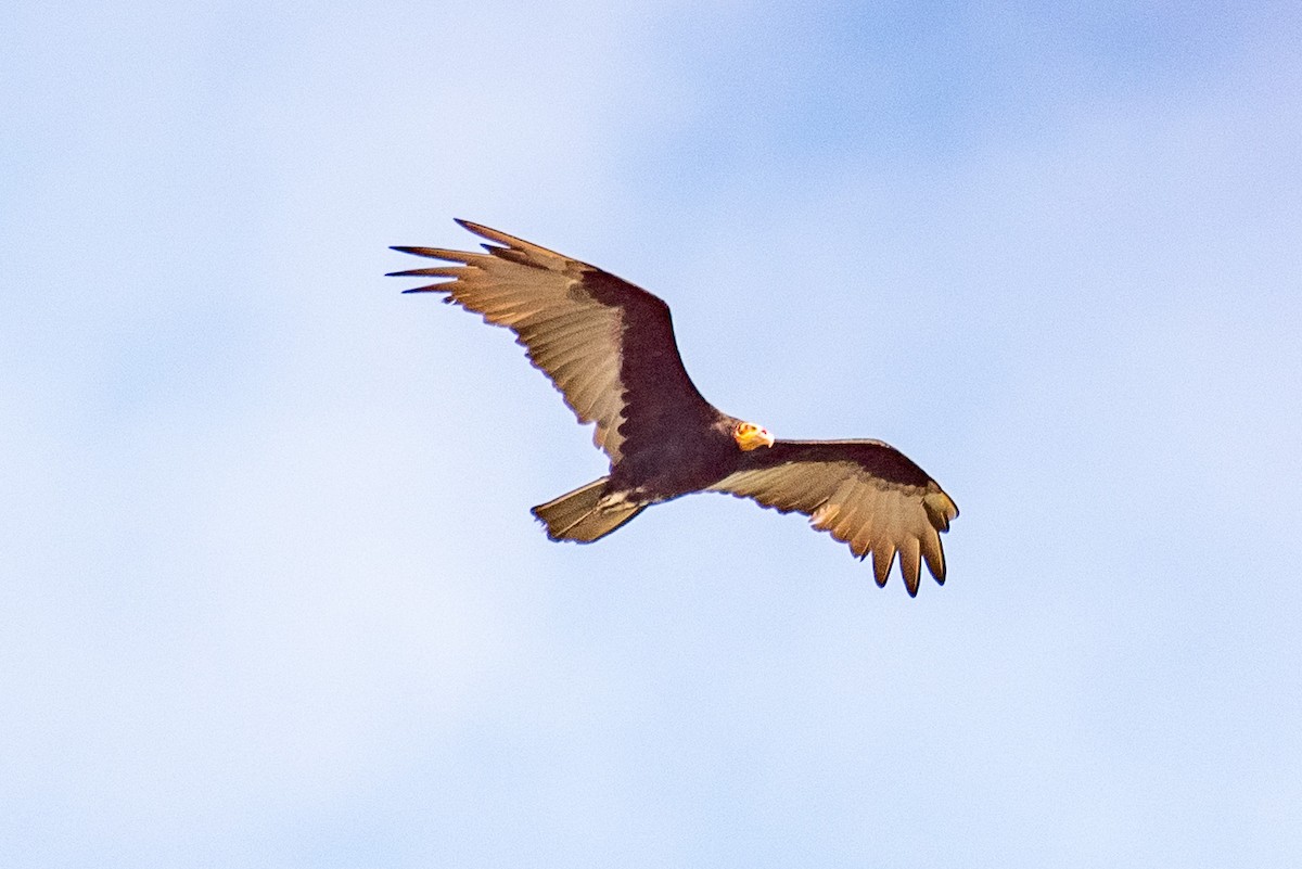 Greater Yellow-headed Vulture - louis bijlmakers