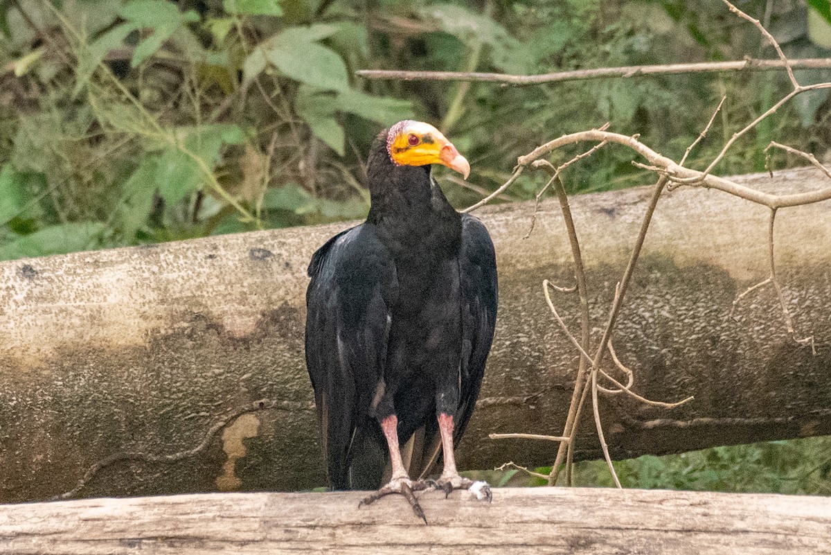 Greater Yellow-headed Vulture - louis bijlmakers