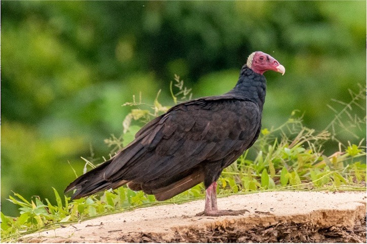 Turkey Vulture - ML512745691