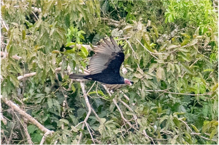 Turkey Vulture - louis bijlmakers
