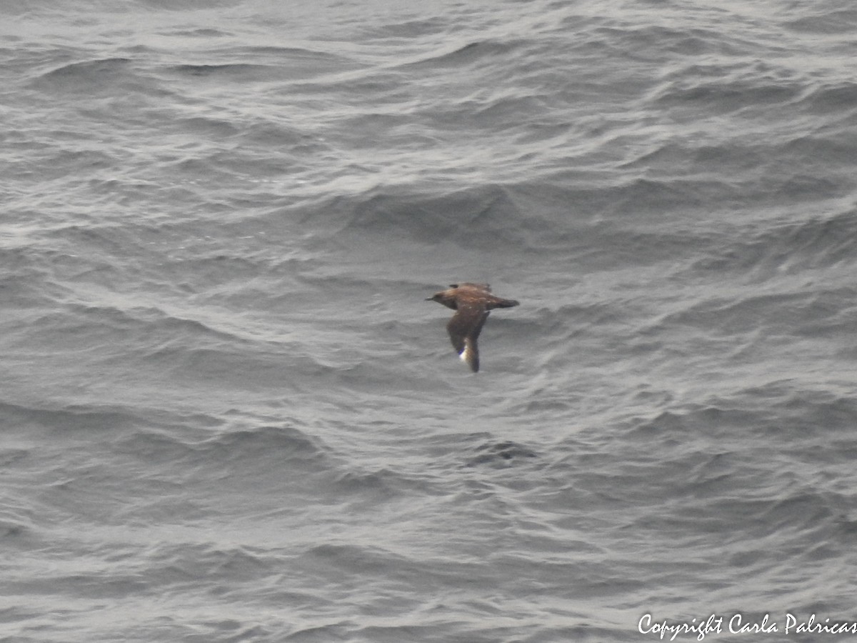 Great Skua - Carla Palricas