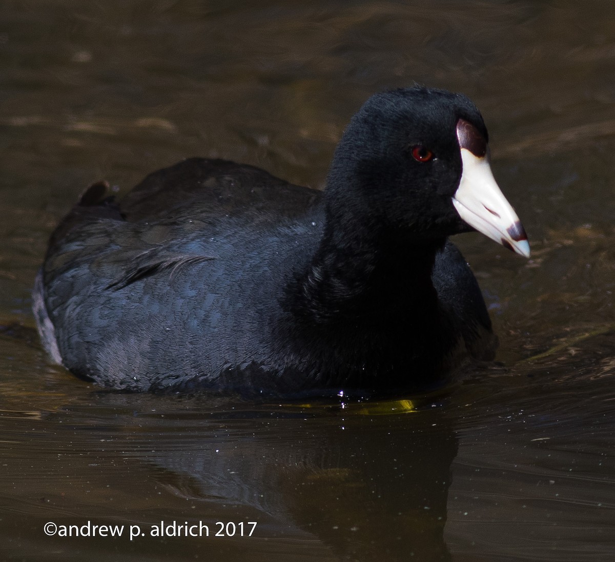 American Coot - andrew aldrich