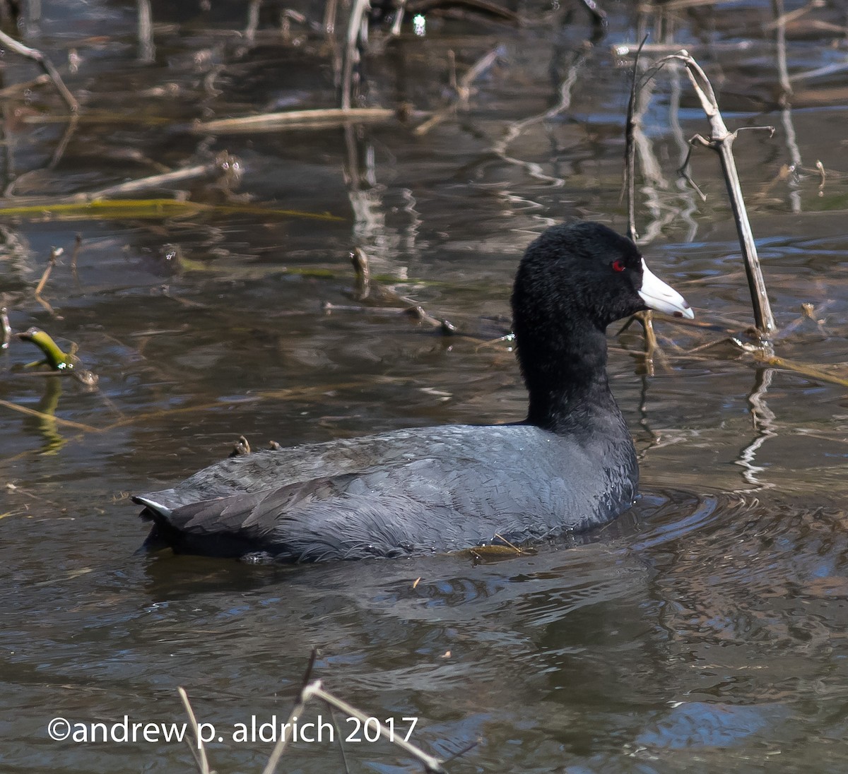 American Coot - ML51274621