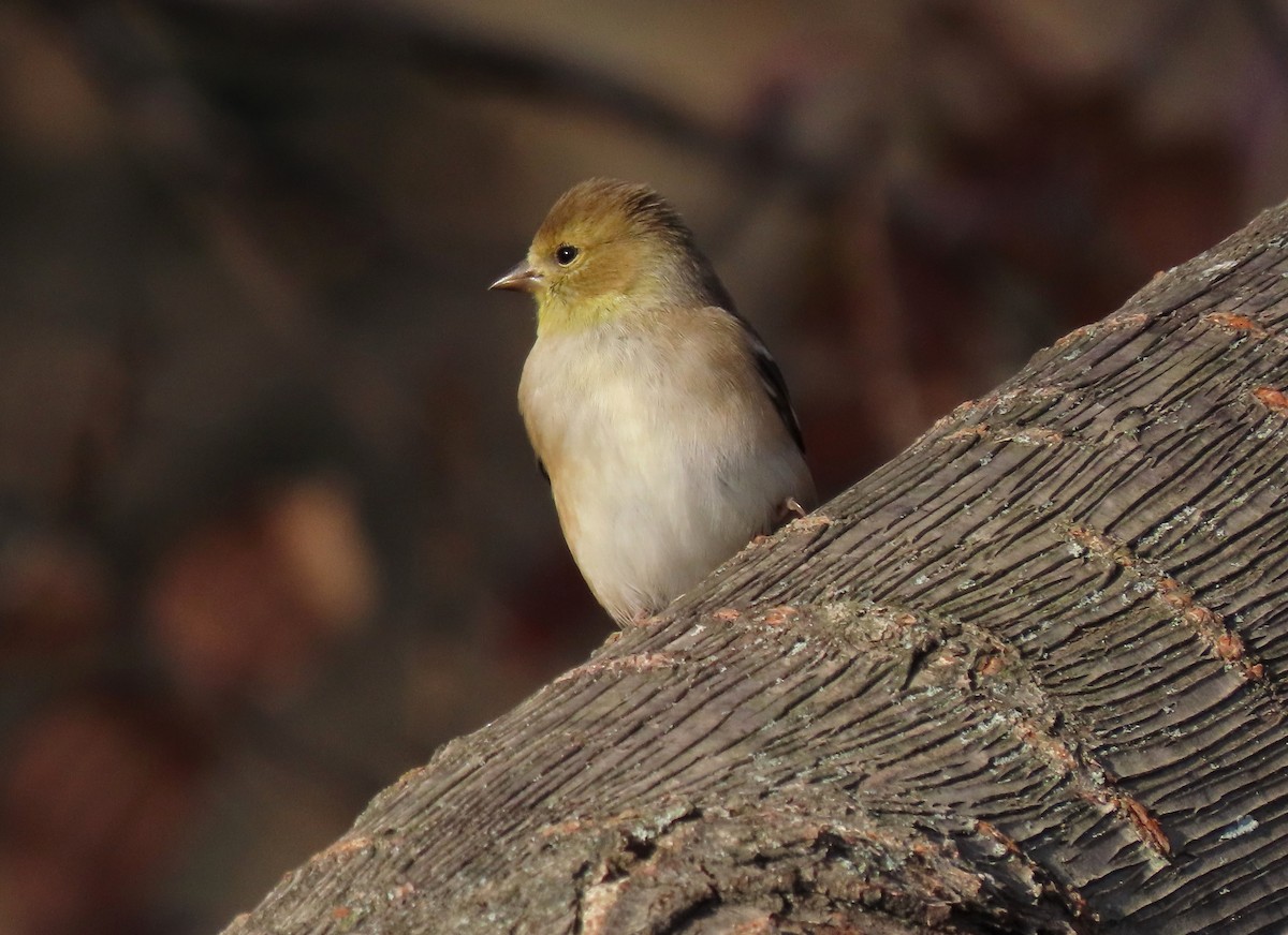 Chardonneret jaune - ML512747021