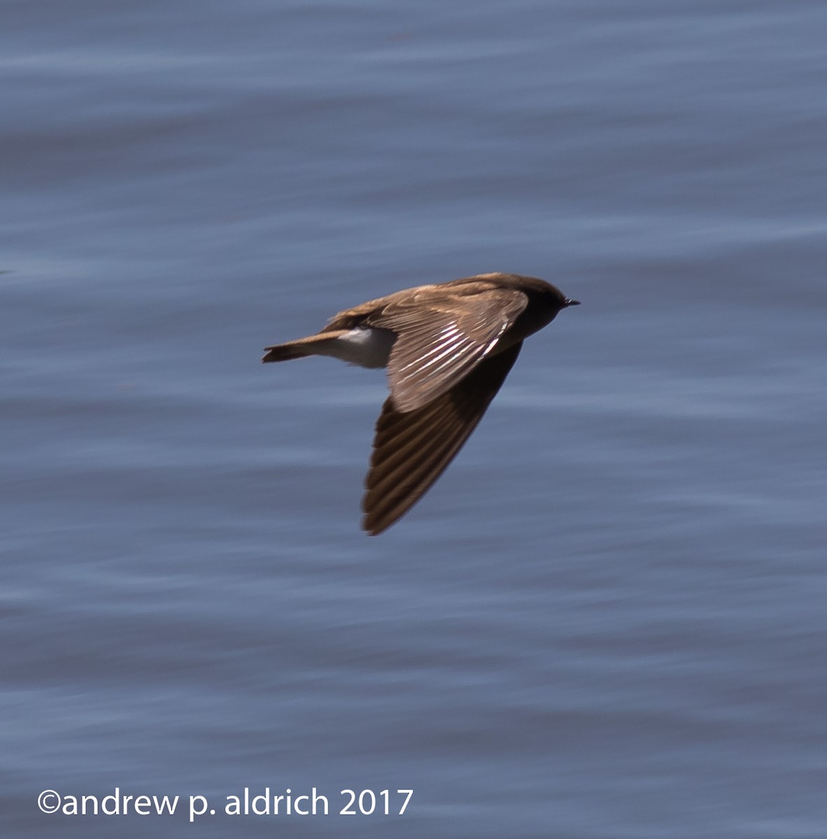 Northern Rough-winged Swallow - andrew aldrich