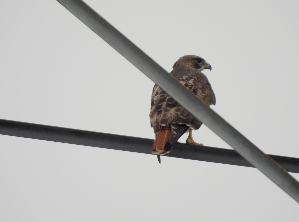 Red-tailed Hawk - ML512747531