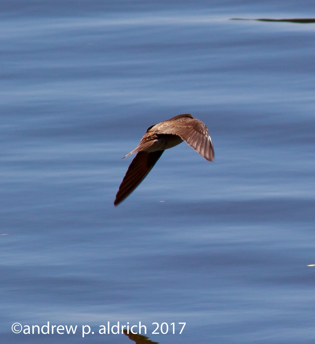 Northern Rough-winged Swallow - andrew aldrich