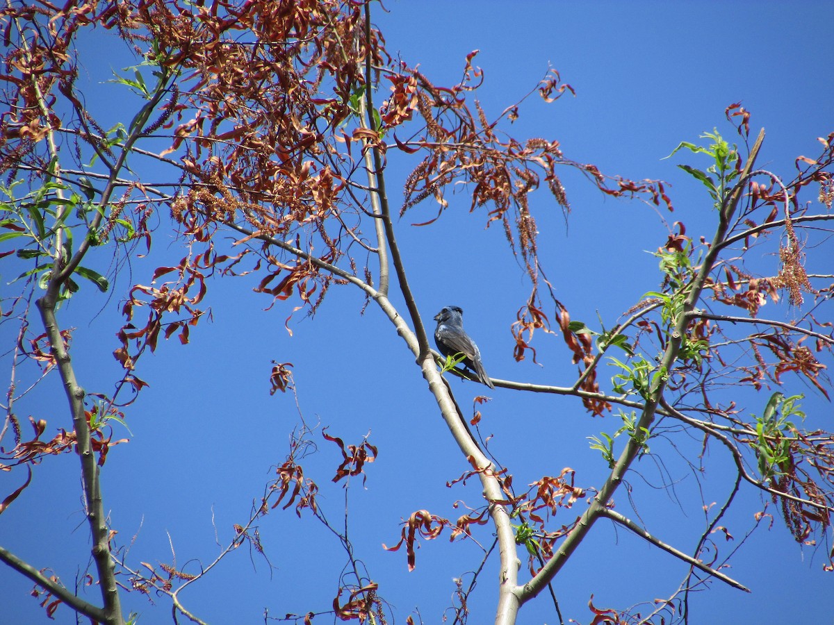 Ultramarine Grosbeak - ML512748711