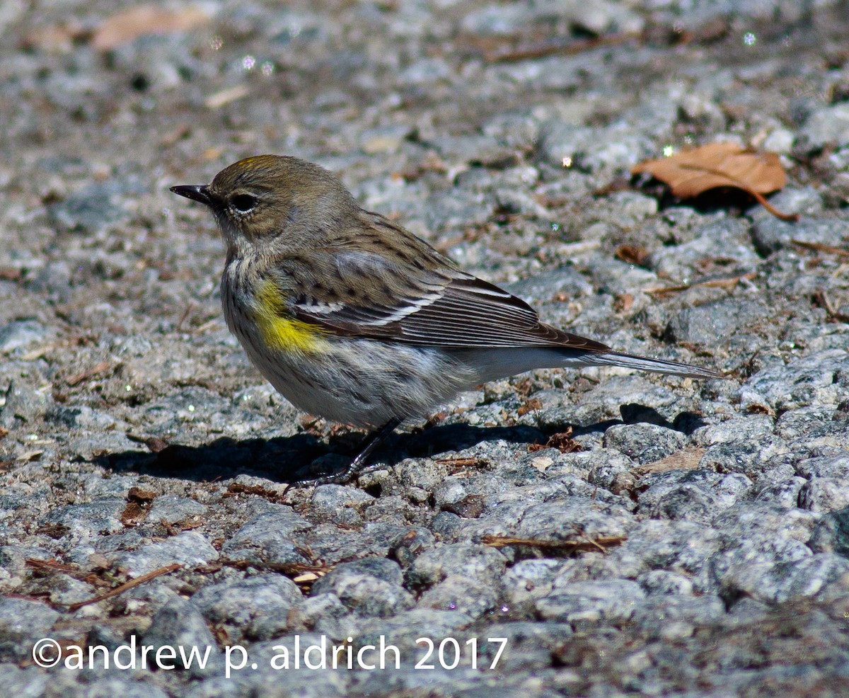 Yellow-rumped Warbler - andrew aldrich