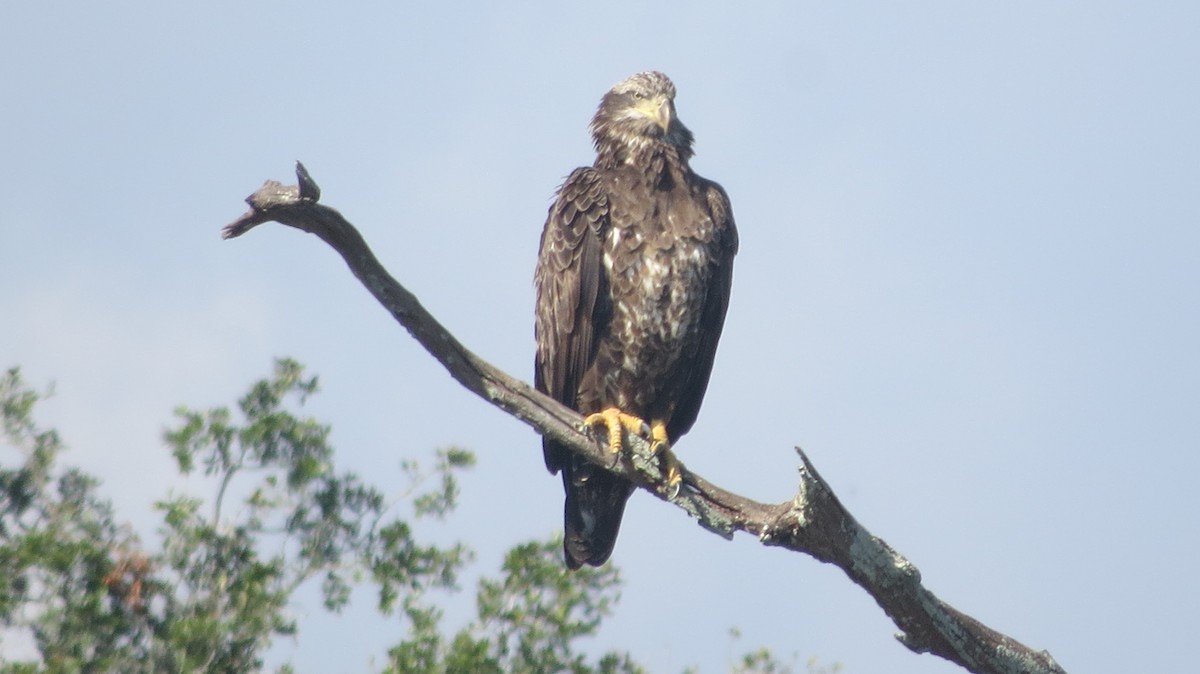 Weißkopf-Seeadler - ML512750451