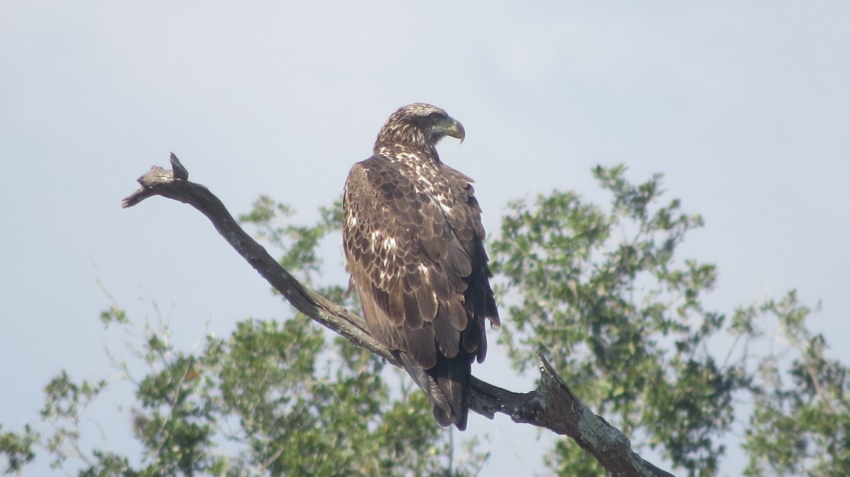 Weißkopf-Seeadler - ML512750461