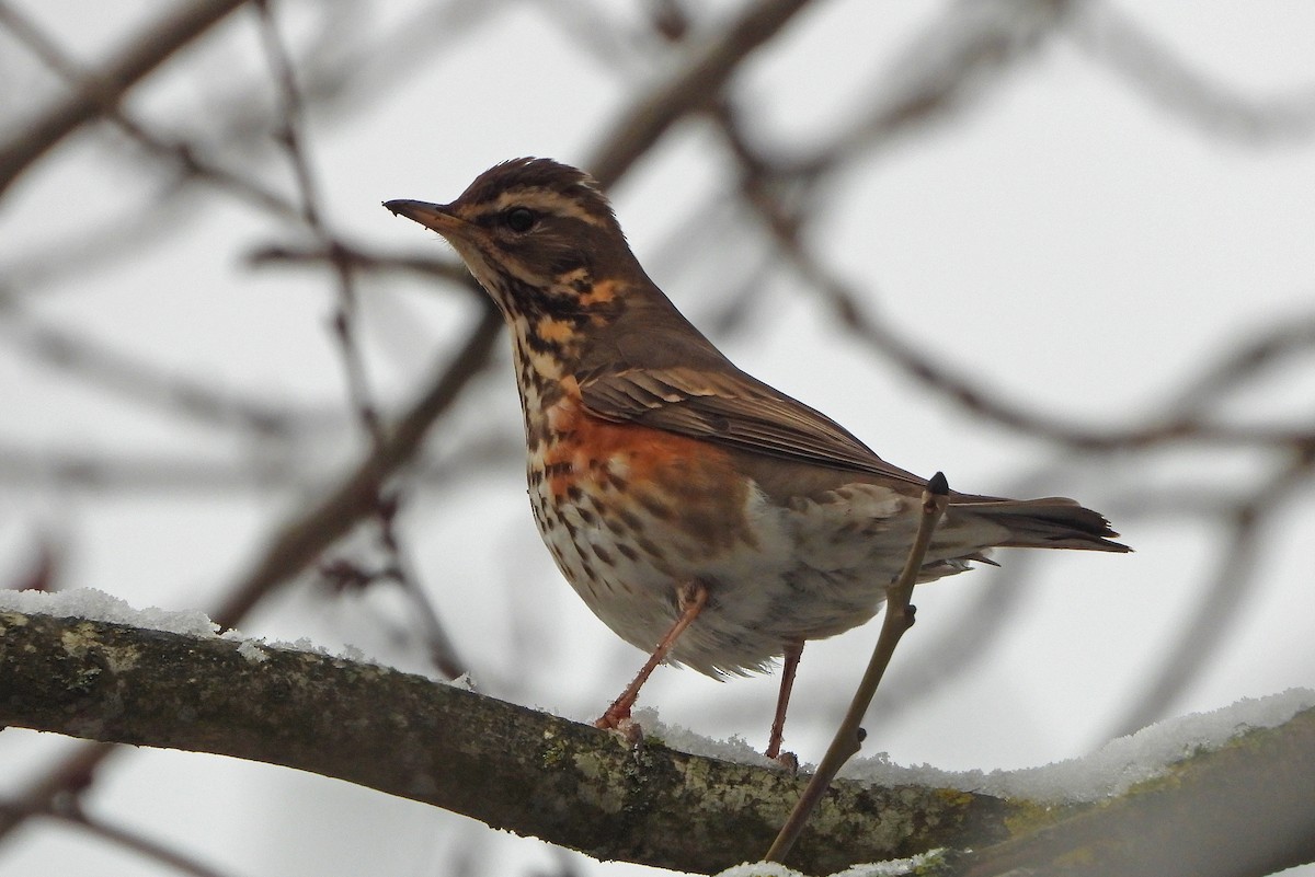 Redwing - ML512752491