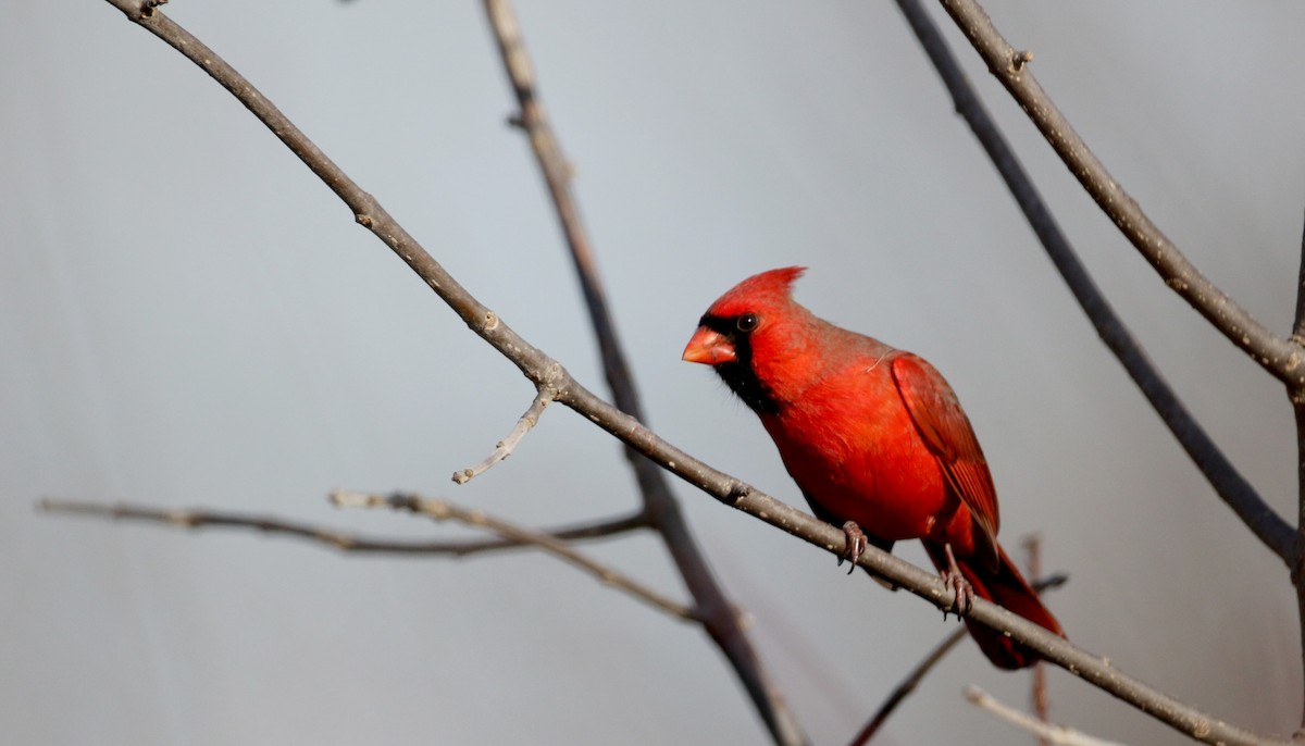 Cardenal Norteño - ML51275271